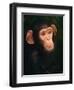 Baby Chimpanzee Portrait, from Central Africa-Pete Oxford-Framed Premium Photographic Print