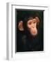 Baby Chimpanzee Portrait, from Central Africa-Pete Oxford-Framed Premium Photographic Print