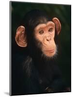 Baby Chimpanzee Portrait, from Central Africa-Pete Oxford-Mounted Premium Photographic Print