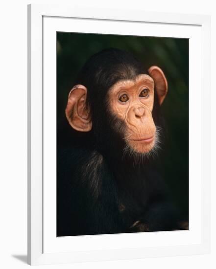 Baby Chimpanzee Portrait, from Central Africa-Pete Oxford-Framed Photographic Print