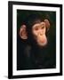 Baby Chimpanzee Portrait, from Central Africa-Pete Oxford-Framed Photographic Print
