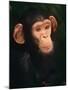Baby Chimpanzee Portrait, from Central Africa-Pete Oxford-Mounted Photographic Print