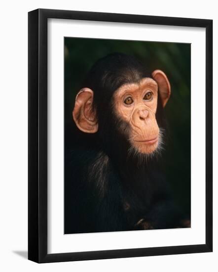 Baby Chimpanzee Portrait, from Central Africa-Pete Oxford-Framed Photographic Print