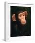 Baby Chimpanzee Portrait, from Central Africa-Pete Oxford-Framed Photographic Print