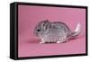 Baby Chinchilla Four Weeks-null-Framed Stretched Canvas