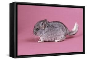 Baby Chinchilla Four Weeks-null-Framed Stretched Canvas