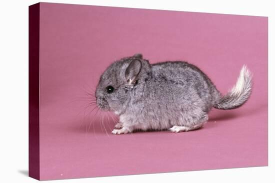 Baby Chinchilla Four Weeks-null-Stretched Canvas
