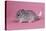 Baby Chinchilla Four Weeks-null-Stretched Canvas