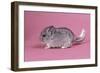 Baby Chinchilla Four Weeks-null-Framed Photographic Print