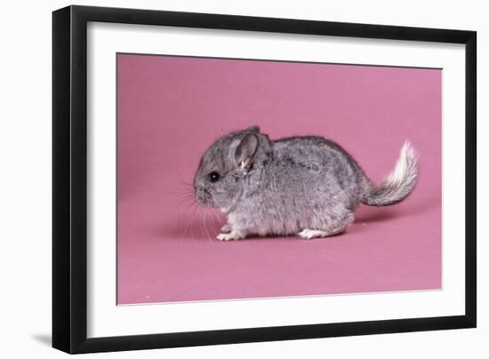 Baby Chinchilla Four Weeks-null-Framed Photographic Print
