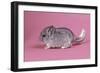 Baby Chinchilla Four Weeks-null-Framed Photographic Print