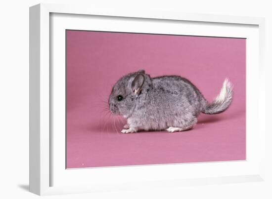 Baby Chinchilla Four Weeks-null-Framed Photographic Print