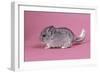 Baby Chinchilla Four Weeks-null-Framed Photographic Print