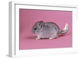 Baby Chinchilla Four Weeks-null-Framed Photographic Print