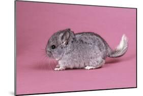 Baby Chinchilla Four Weeks-null-Mounted Photographic Print