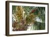 Baby Coconuts-lronczka-Framed Premium Photographic Print