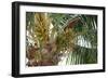 Baby Coconuts-lronczka-Framed Premium Photographic Print