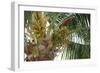 Baby Coconuts-lronczka-Framed Premium Photographic Print