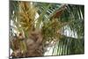 Baby Coconuts-lronczka-Mounted Premium Photographic Print