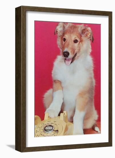 Baby Collie with Telephone-null-Framed Art Print