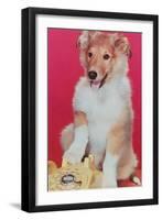 Baby Collie with Telephone-null-Framed Art Print