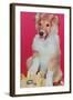 Baby Collie with Telephone-null-Framed Art Print