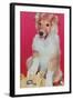 Baby Collie with Telephone-null-Framed Art Print