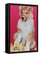 Baby Collie with Telephone-null-Framed Stretched Canvas