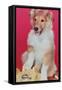 Baby Collie with Telephone-null-Framed Stretched Canvas