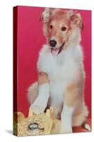 Baby Collie with Telephone-null-Stretched Canvas