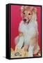 Baby Collie with Telephone-null-Framed Stretched Canvas