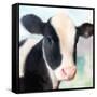 Baby Cow-Kimberly Allen-Framed Stretched Canvas