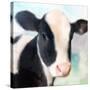 Baby Cow-Kimberly Allen-Stretched Canvas