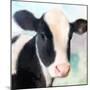 Baby Cow-Kimberly Allen-Mounted Art Print