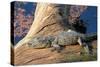 Baby Crocodile-AndamanSE-Stretched Canvas