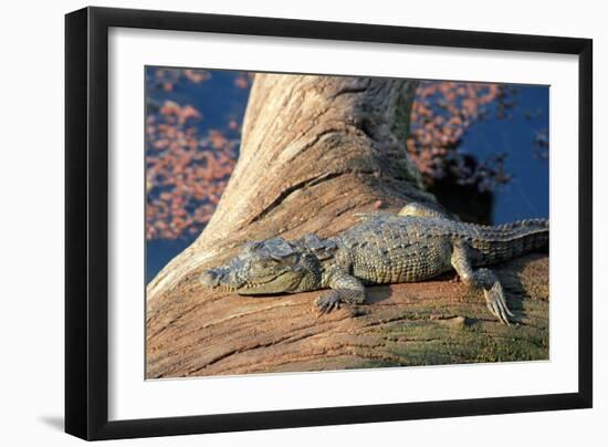 Baby Crocodile-AndamanSE-Framed Photographic Print