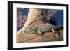 Baby Crocodile-AndamanSE-Framed Photographic Print