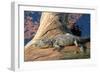 Baby Crocodile-AndamanSE-Framed Photographic Print