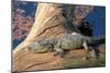 Baby Crocodile-AndamanSE-Mounted Photographic Print