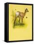 Baby Deer-null-Framed Stretched Canvas