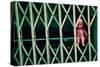 Baby Doll Through Security Fence NYC-null-Stretched Canvas