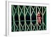 Baby Doll Through Security Fence NYC-null-Framed Photo