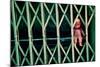 Baby Doll Through Security Fence NYC-null-Mounted Photo