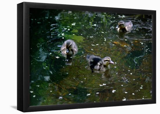 Baby Ducks on Pond-null-Framed Poster