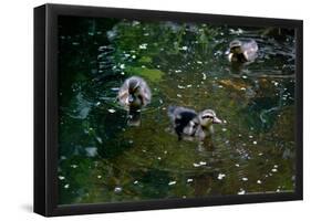 Baby Ducks on Pond-null-Framed Poster