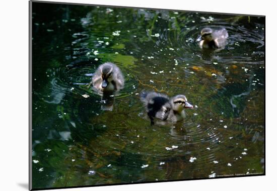 Baby Ducks on Pond-null-Mounted Poster