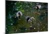 Baby Ducks on Pond-null-Mounted Poster