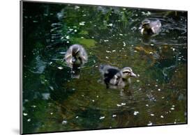 Baby Ducks on Pond-null-Mounted Poster