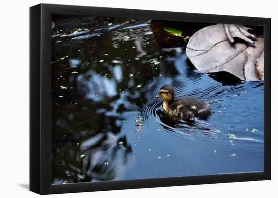 Baby Ducks on Pond-null-Framed Poster