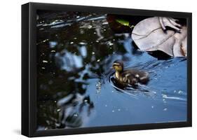 Baby Ducks on Pond-null-Framed Poster